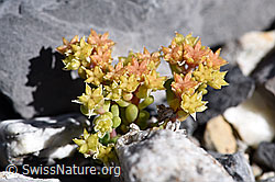 Dunkler Mauerpfeffer (Sedum atratum) (19.07.2020, F171084)