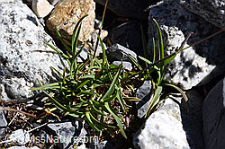 Alpen-Straussgras (Agrostis alpina) (19.07.2020, F171090)
