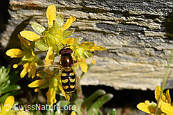 Mondfleck-Feldschwebfliege (Eupeodes luniger)