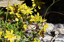 Mondfleck-Feldschwebfliege (Eupeodes luniger) (F171097) Mondfleck-Feldschwebfliege (Eupeodes luniger) (F171097)