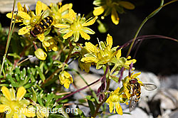 Mondfleck-Feldschwebfliege (Eupeodes luniger) (F171098) Mondfleck-Feldschwebfliege (Eupeodes luniger) (F171098)