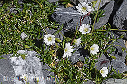 Dreigriffliges Hornkraut (Cerastium cerastoides) (19.07.2020, F171107)