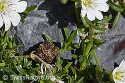 Losung des Schneehasen (Lepus timidus) (19.07.2020, F171107a)