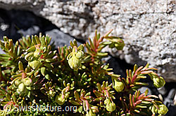 Bewimperter Steinbrech (Saxifraga aizoides) (F171108) Bewimperter Steinbrech (Saxifraga aizoides) (F171108)