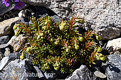 Bewimperter Steinbrech (Saxifraga aizoides) (F171109) Bewimperter Steinbrech (Saxifraga aizoides) (F171109)