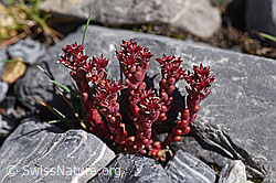 Dunkler Mauerpfeffer (Sedum atratum) (19.07.2020, F171112)