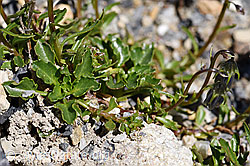 Niedliche Glockenblume (Campanula cochleariifolia) (F171186) Niedliche Glockenblume (Campanula cochleariifolia) (F171186)