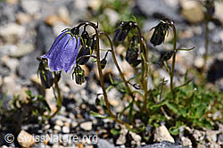 Niedliche Glockenblume (Campanula cochleariifolia) (F171187) Niedliche Glockenblume (Campanula cochleariifolia) (F171187)
