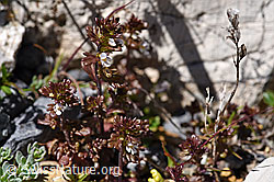 Zwerg-Augentrost (Euphrasia minima) (F171189) Zwerg-Augentrost (Euphrasia minima) (F171189)