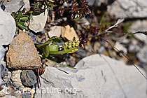 Foto: Echte Mondraute (Botrychium lunaria)