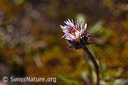 Einköpfiges Berufkraut (Erigeron uniflorus) (F171193) Einköpfiges Berufkraut (Erigeron uniflorus) (F171193)