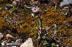 Einköpfiges Berufkraut (Erigeron uniflorus) (F171197) Einköpfiges Berufkraut (Erigeron uniflorus) (F171197)