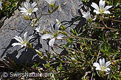 Langstieliges Hornkraut (Cerastium pedunculatum) (F171205)