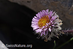 Einköpfiges Berufkraut (Erigeron uniflorus) (07.2020, F171209)