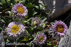 Einköpfiges Berufkraut (Erigeron uniflorus) (F171210) Einköpfiges Berufkraut (Erigeron uniflorus) (F171210)