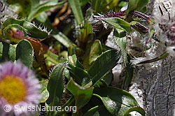 Einköpfiges Berufkraut (Erigeron uniflorus) (07.2020, F171211)