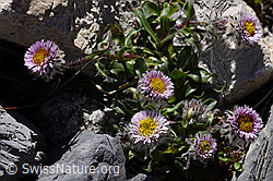 Einköpfiges Berufkraut (Erigeron uniflorus) (07.2020, F171212)