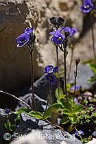 Blattloser Ehrenpreis (Veronica aphylla) (F171221) Blattloser Ehrenpreis (Veronica aphylla) (F171221)