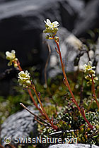 Trauben-Steinbrech (Saxifraga paniculata) (07.2020, F171226)