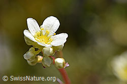 Trauben-Steinbrech (Saxifraga paniculata) (07.2020, F171227)