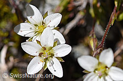 Frühlings-Miere (Minuartia verna) (07.2020, F171229)