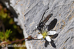 Fliege auf Blüte der Frühlings-Miere (07.2020, F171230)