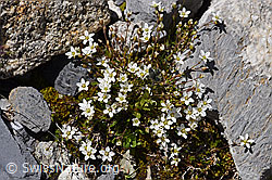 Frühlings-Miere (Minuartia verna) (07.2020, F171234)
