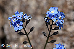 Alpen-Vergissmeinnicht (Myosotis alpestris) (F171240)