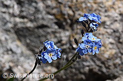 Alpen-Vergissmeinnicht (Myosotis alpestris) (F171241)