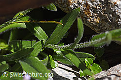Alpen-Vergissmeinnicht (Myosotis alpestris) (F171243)