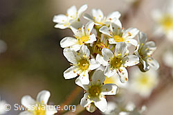 Trauben-Steinbrech (Saxifraga paniculata) (F171244)