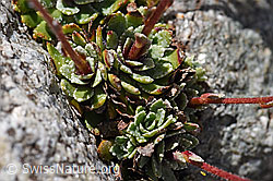 Trauben-Steinbrech (Saxifraga paniculata) (07.2020, F171245)