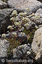 Trauben-Steinbrech (Saxifraga paniculata) (F171248)