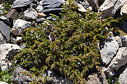 Alpen-Wacholder (Juniperus communis var. saxatilis) (07.2020, F171252)