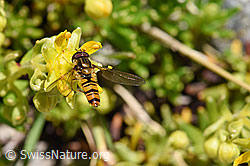 Hainschwebfliege (Episyrphus balteatus) auf bewimpertem Steinbrech (Saxifraga aizoides) (F171253) Hainschwebfliege (Episyrphus balteatus) auf bewimpertem Steinbrech (Saxifraga aizoides) (F171253)