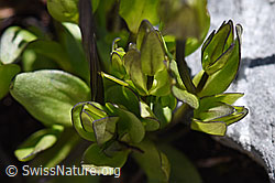 Zarter Enzian (Gentiana tenella) (07.2020, F171256)