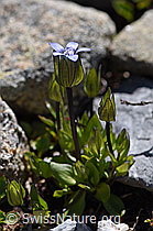 Zarter Enzian (Gentiana tenella) (07.2020, F171257)