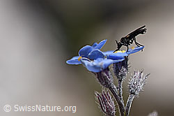 Elegante Fliege (ev. Rhamphomyia lamellata) auf Blüte des Alpen-Vergissmeinnicht (Myosotis alpestris) (F171262)