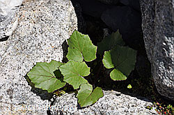 Tussilago farfara (F171269)