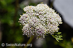Zwerg-Mutterwurz (Ligusticum mutellinoides) (F171273)