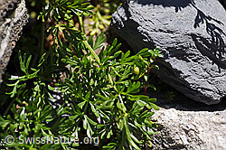 Zwerg-Mutterwurz (Ligusticum mutellinoides) (F171274)