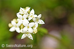 Ungleichblättriges Labkraut (Galium anisophyllon) (07.2020, F171279)