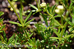 Ungleichblättriges Labkraut (Galium anisophyllon) (07.2020, F171280)