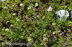 Ungleichblättriges Labkraut (Galium anisophyllon) (07.2020, F171282)