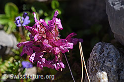 Quirblättriges Läusekraut (Pedicularis verticillata) (F171288)