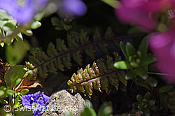 Quirblättriges Läusekraut (Pedicularis verticillata) (F171289)