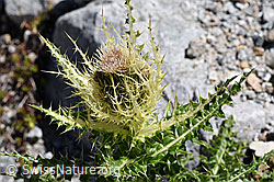 Alpen-Kratzdistel (Cirsium spinosissimum) (F171292)