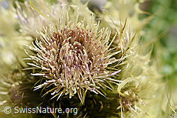 Alpen-Kratzdistel (Cirsium spinosissimum) (07.2020, F171294)