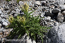 Alpen-Kratzdistel (Cirsium spinosissimum) (07.2020, F171296)