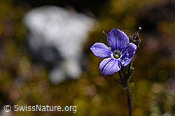 Blattloser Ehrenpreis (Veronica aphylla) (F171314) Blattloser Ehrenpreis (Veronica aphylla) (F171314)